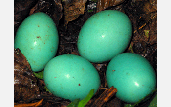 Tropical great tinamou (<em>Tinamus major</em>) lay some of the most beautiful eggs in the world.