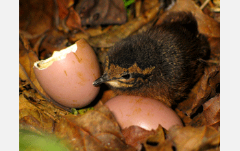 Little tinamou (<em>Crypturellus soui</em>) lay two eggs in a small depression in the ground