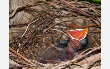 A young orange-billed nightingale-thrush (<em>Catharus aurantiirostris</em>).