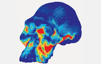 Model showing compressive stress in the cranium of <em>Australopthecus africanus</em>