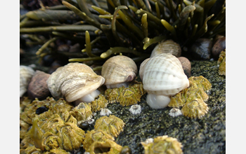 Dogwhelk snails (<em>N. lapillus</em>) feeding on barnacles (<em>S. balanoides</em>)
