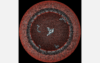 A 3-D view of a model protocell (a primitive cell)