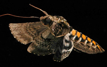 A hovering tobacco hawk moth (Sphingidae: <em>Manduca sexta</em>)