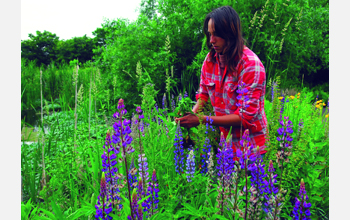 A sustainable horticultural and natural resource program graduate removes invasive plants
