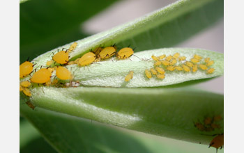 Aphids (<em>Aphis nerii</em>) feeding on a milkweed plant (<em>Asclepias syriaca</em>)