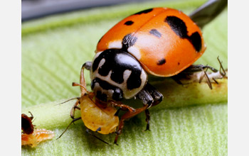 A ladybug (<em>Hippodamia variegata</em>) feeds on an aphid (<em>Aphis Nerii</em>)