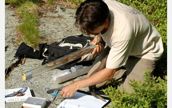 Rulon Clark from San Diego State University collects tissue samples from timber rattlesnakes