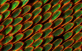 Vivid, emerald-green scales on the wings of butterfly