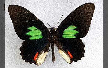 The Amazonian butterfly emerald-patched cattleheart
