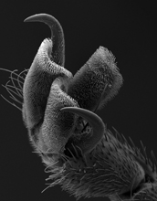 A SEM image of the tarsal claw of the horsefly <em>Tabanus sulcifrons</em>