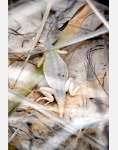 Lesser earless lizard