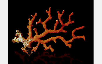Deep-sea coral <em>Corallium rubrum</em>