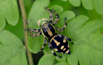 Female jumping spider Phiale guttata mimicking a velvet ant