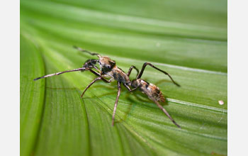 Ant-mimicking jumping spider in the genus <em>Zuniga</em>