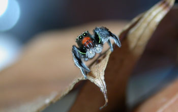 Adult male jumping spider (<em>Habronattus hirsutus</em>)