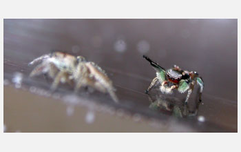 Adult male jumping spider performing courtship display for female