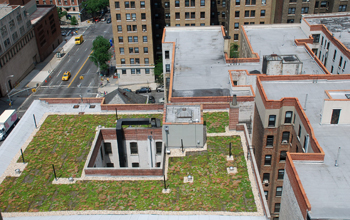 A green roof in New York City