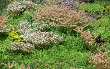 A green roof in New York City