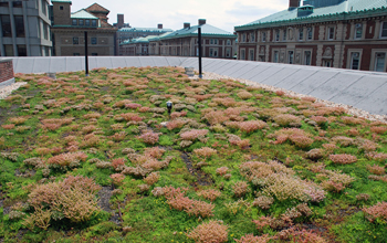A green roof in New York City