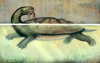 <em>Carbonemys cofrinii</em>, a 60-million-year-old South American giant turtle
