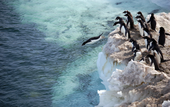 Adelie penguins dive off the ice into the sea, Ross Island, Antarctica