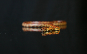 A corn snake