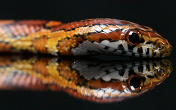 A corn snake