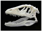 A dinosaur skull printed using 3-D technology