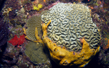 An orange sponge smothers corals on an over-fished coral reef off the island of Martinique