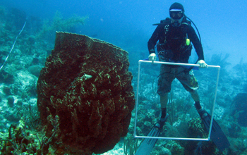 Giant barrel sponges off Little Cayman Island