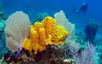 Tube sponges off Little Cayman Island