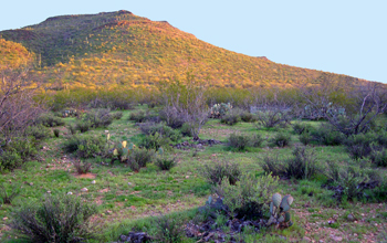 Tumamoc Hill, an 860-acre ecological reservation in the midst of Tucson, Ariz.