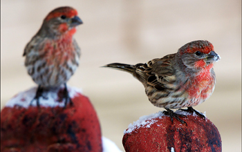 Two healthy male house finches sit on snow-dusted perches in Montana