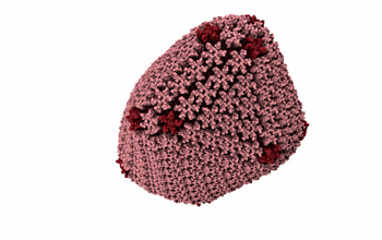 A rendering of the HIV capsid with pentamers in dark red and hexamers in pink
