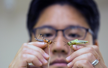 Assistant professor Hojun Song holds two non-swarming grasshoppers from same pod