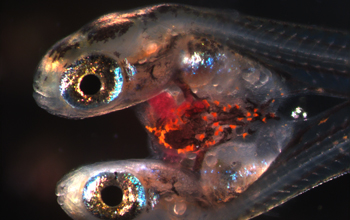 Gulf killifish embryos exposed to sediments in Gulf of Mexico