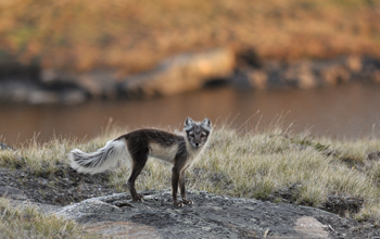 An arctic fox on the tundra of western Greenland