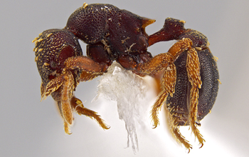 <em>Eurhopalothrix zipacna</em> is one of 33 newly identified species of predatory ants