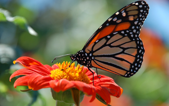 A monarch butterfly gathers nectar