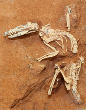 The fossil bones of <em>Ukhaatherium nessovi</em>, a shrew-sized, Cretaceous-age animal