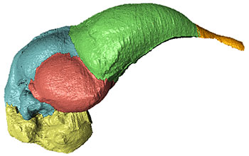 CT scan showing brain cast and skull of modern woodpecker