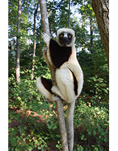 A Coquerel's sifaka, a type of lemur, at the Duke University Lemur Center