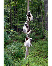 Three Coquerel's sifakas, a type of lemur, share a tree at the Duke University Lemur Center