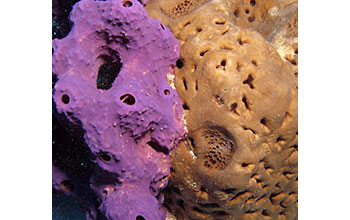 Brilliantly colored <em>Ailochroia crassa</em> (purple) and <em>Agelas sp.</em> sponges