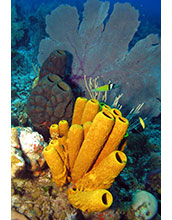 Large, chemically defended sponges on a reef with abundant sponge-eating fish in the Bahamas