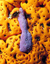 A close-up of <em>Aplysina cauliformis</em> (violet) on an <em>Agelas clathrodes</em> (orange)
