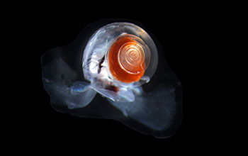 A floating pteropod captured from the northeastern Pacific Ocean
