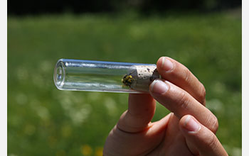A captured bumblebee is held temporarily in a vial as part of fieldwork