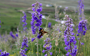 A bumblebee (<em> Bombus nevadensis </em>) foraging in a field of larkspur