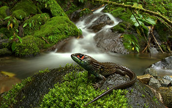 A male <em>Potamites sp.</em>, a newly discovered species of stream-living lizard in Peru